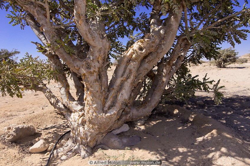 Photo of Frankincense tree. Wadi Dawkah frankincense park, Dhofar, Oman